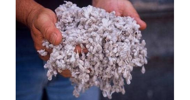 No NOC for cotton seed firms!